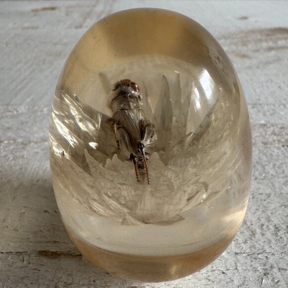 Vintage Lucite Acrylic Paperweight Decor with White Strawflower and Real Bug - Picture 5 of 10